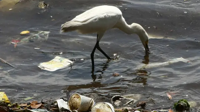 Imagem mostra ave procurando comida na água poluída com plástico