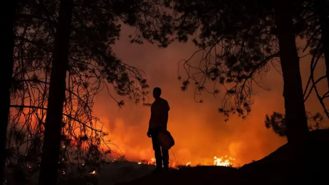 Incendios en Argelia.