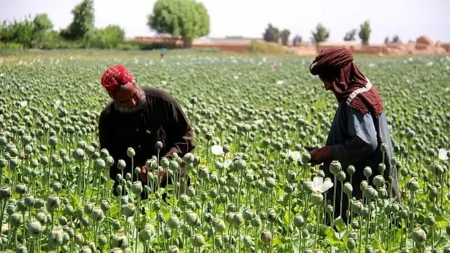 کوکنار