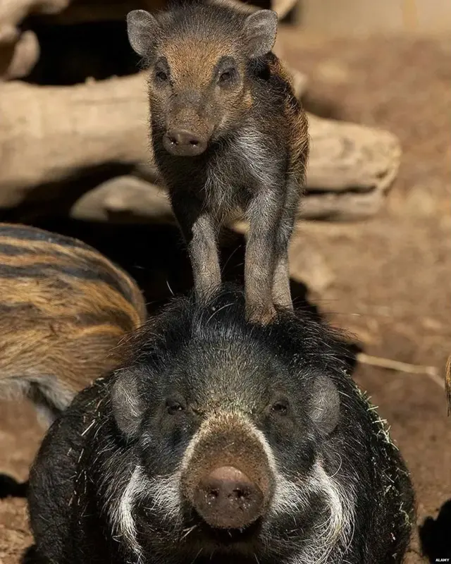 पर्यावरण संरक्षण