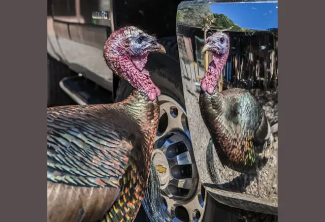 الديك الرومي