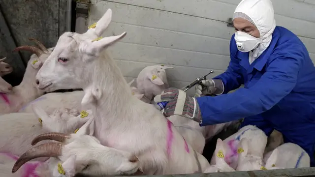 बकरियां