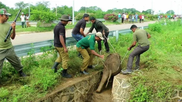 ఏనుగు పిల్లను కాపాడుతున్న అటవీ శాఖ సిబ్బంది