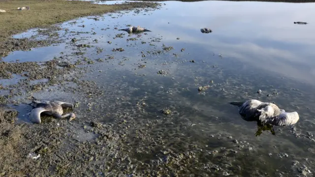 Мертві журавлі