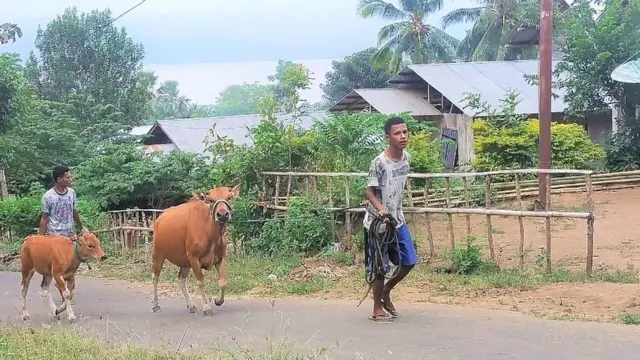 Penggembala sapi di NTT