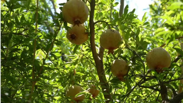 د کندهار انار