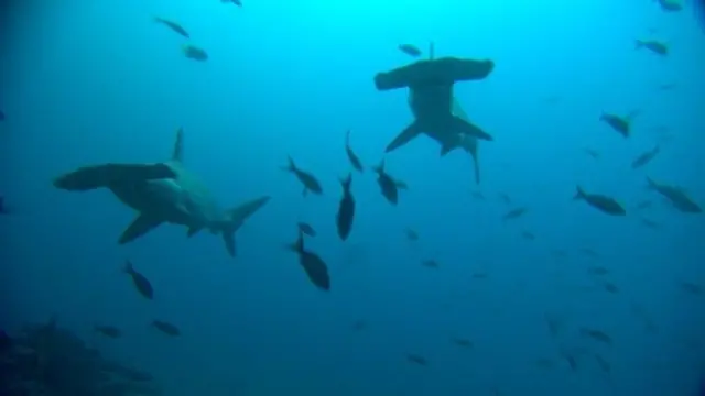 سمندری حیات