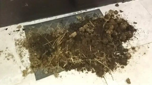 தர்யா கெய்கினென் தனது வீட்டு வாசலில் இரண்டு நாட்கள் தொடர்ச்சியாக சாணக் குவியலைக் கண்டார்