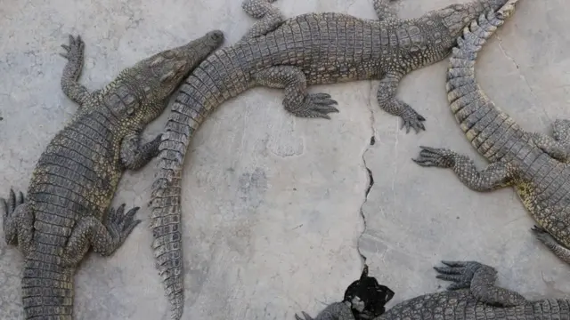 ኣብ ማእከል መራብሒ ሓራግጽ ኣርባምንጭ ካብ ዝርከቡ ሓራግጽ ብኽፋል