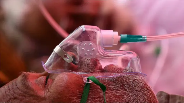 బ్లాక్ ఫంగస్