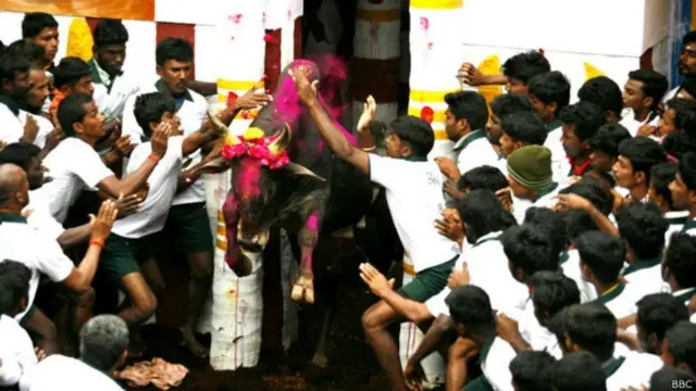 जल्लीकट्टू