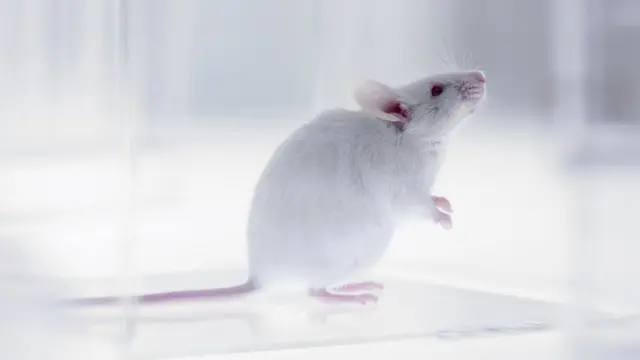 Roedor de laboratorio