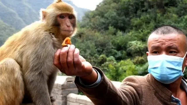 குரங்கு