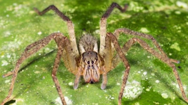 Painful erection spiders found in family s fruit BBC News