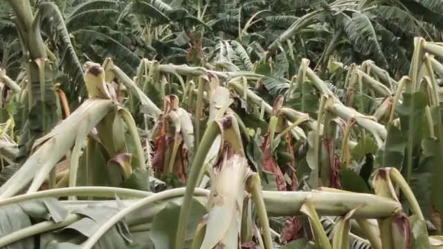 திடீர் சூறைகாற்றால் உயிரிழந்த வெளிநாட்டு பறவைகள்