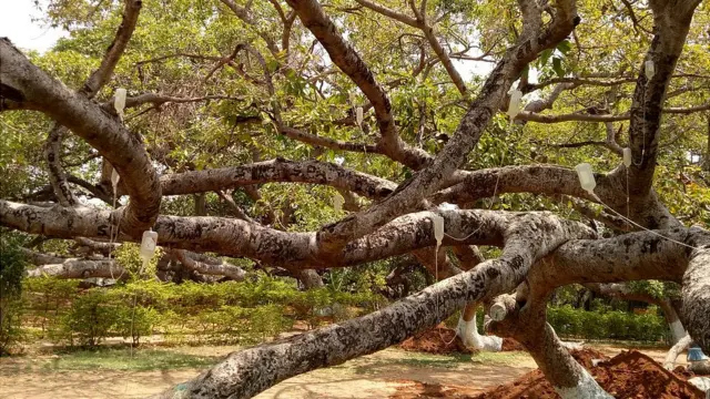 చెట్టుకు ఏర్పాటు చేసిన సెలైన్ సీసాలు