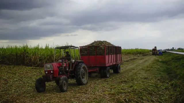 गन्ने की खेती