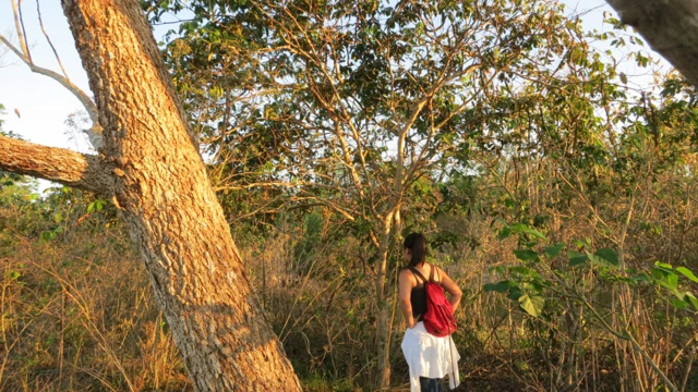 Árboles del género inga con otras especies plantadas en un proyecto de reforestación