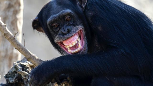 Chimpanzé, em um tronco com a boca aberta e gritando