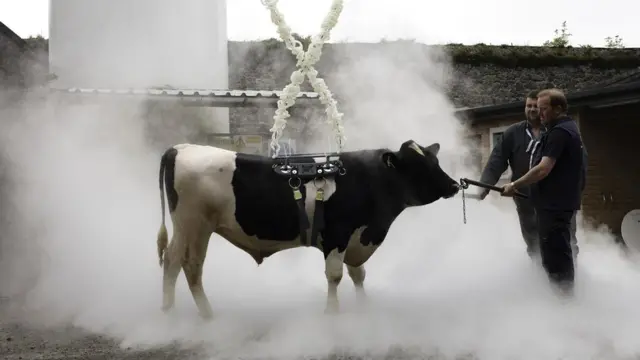 Trabajo artístico de Maria McKinneyt llamado Sire