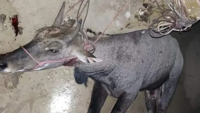 স্থানীয়দের আক্রমণে আহত নীলগাই