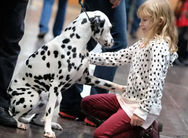 કૂતરાંની તસવીર