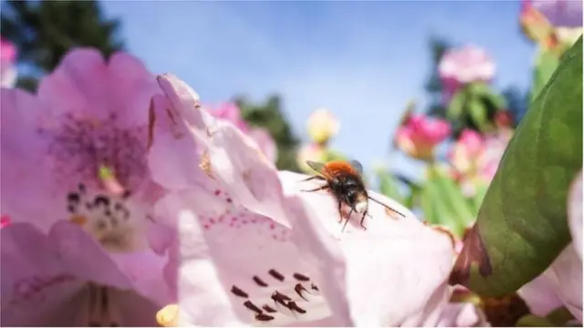 ప్రమాదంలో కీటకాలు