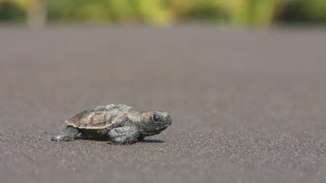 Tortuga marina bebé