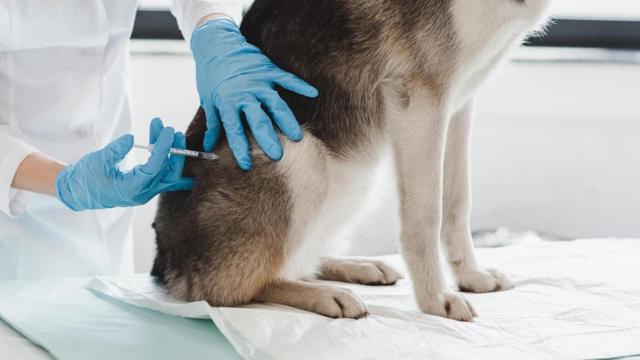 The borough's animal shelter could not keep track of which animals had been vaccinated