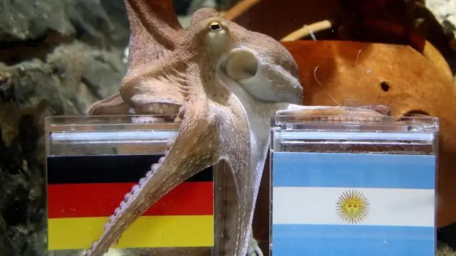 الأخطبوط بول صاحب النصيب الأكبر من التوقعات الصائبة عن نتائج مباريات كأس العالم