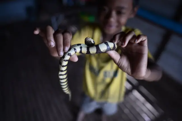 นักล่างู โตนเลสาบ งู