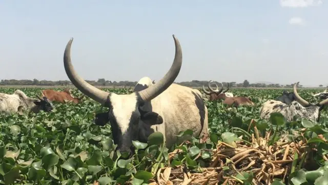 Horii aramaa boocee nyaatan