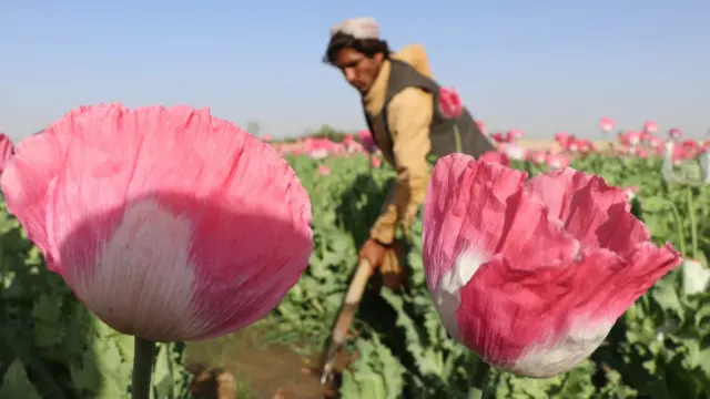 अफ़ग़ानिस्तान में अफ़ीम की खेती
