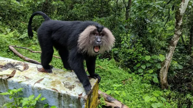 சிங்கவால் குரங்குகள்