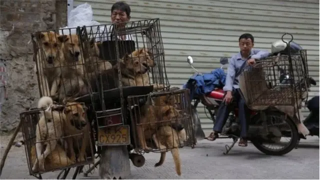 చైనాలో ఏటా కోటి కుక్కలను చంపి తినేవారని అంచనా