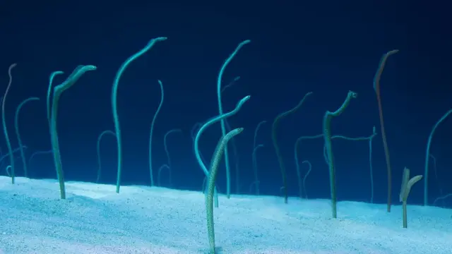 Garden eels in the red sea