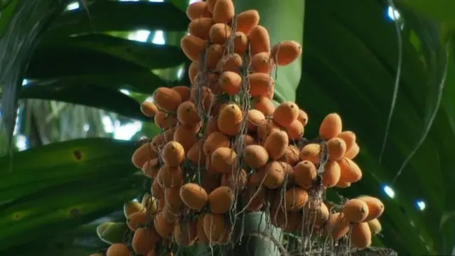 नाणार, शिवसेना, भाजप, विकास प्रकल्प