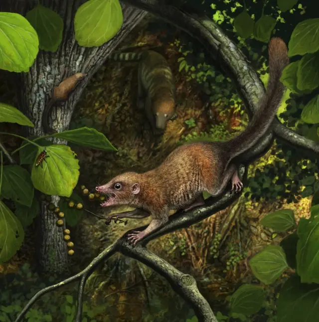 On pense que Purgatorius est le plus ancien primate connu, et qu'il a été l'un des survivants après l'astéroïde