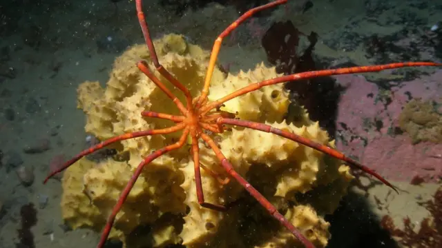 предсавник фауни