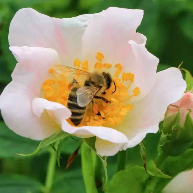 Abeja