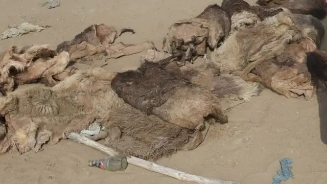 گدھے کی کھالیں