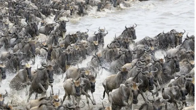 "هجرة سنوية" للدببة الأسترالية العملاقة قبل 40 ألف عام