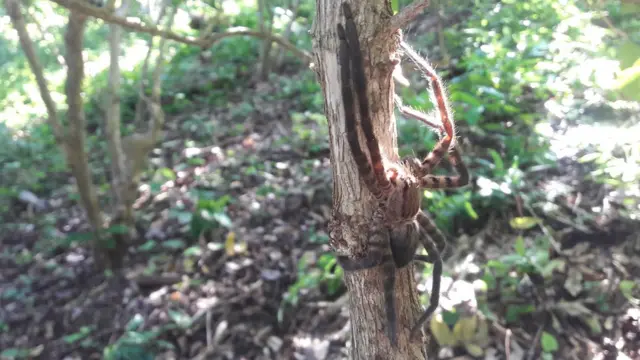 Паук, который упал в мою корзину