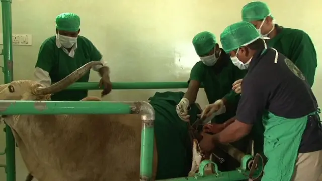 ఆవుకు శస్త్ర చికిత్స చేస్తున్న వైద్యులు