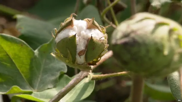 कापसाचे बोंड
