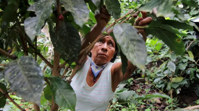 Irene Guasiruma recolhe café