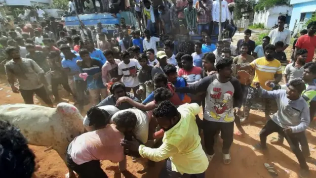 చిత్తూరు జిల్లాలో జరిగే పశువుల పండుగ