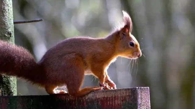 அபெர்தீன்ஷயர் பகுதியில் சிவப்பு அணில்களைக் காண்பது தனது அதிர்ஷ்டம் என்கிறார் கோலின் பிளேக்.
