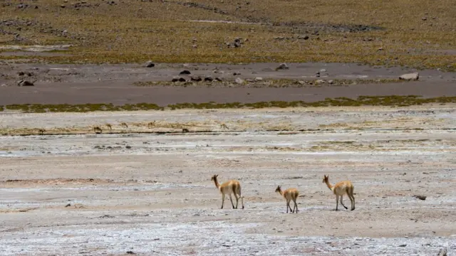 Animais no deserto do Atacama, o mais seco do mundo