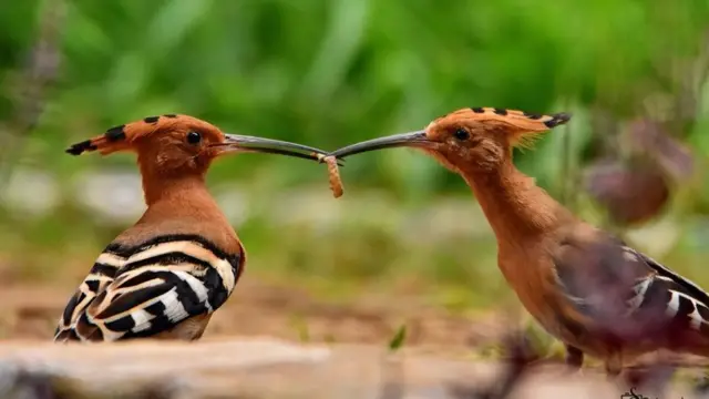 ‘யானை, சிறுத்தை, மற்றும் சில பறவைகள்’ - மசனக்குடி காடும், நீதிமன்ற தீர்ப்பும்
